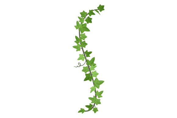 Decorative Green Creeper. Hanging Plant Graphics
