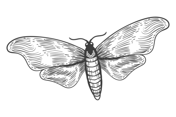 Decorative Moth Drawing: Graphics & Illustrations for Crafters